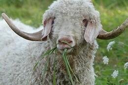Mohair de l'Erdre