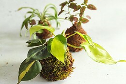La Pousse Verte