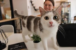 Chez Miss Miaouw