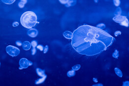 Aquarium de Paris