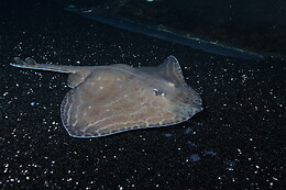 Aquarium de Paris