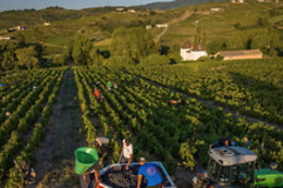 Domaine Passot Rémy & Fils