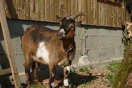 Les Gîtes de la Racine